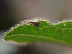 Episinus angulatus