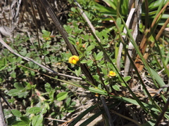 Stylosanthes viscosa