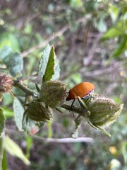 Tectocoris diophthalmus