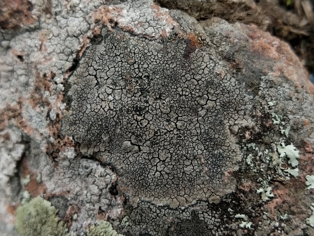 Aspicilia cupreogrisea