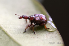 Heterapoderus sulcicollis