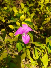 Barleria prattensis