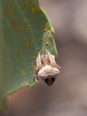 Gibbaranea bituberculata
