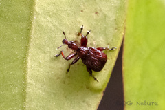 Heterapoderus sulcicollis