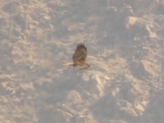 Geranoaetus polyosoma