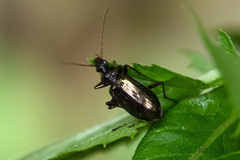 Platynini