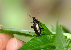 Platynini