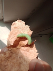 Hippotion celerio