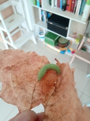 Hippotion celerio