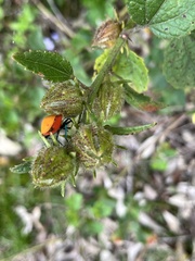Tectocoris diophthalmus