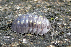 Armadillidium granulatum