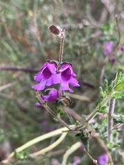 Prostanthera hirtula
