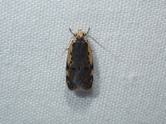 Hoplostega ochroma