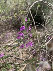 Prostanthera hirtula