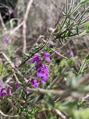 Prostanthera hirtula