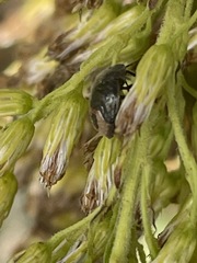 Cosmopepla lintneriana