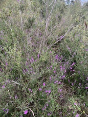 Prostanthera hirtula