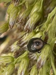 Cosmopepla lintneriana