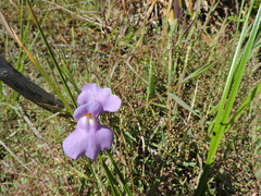 Utricularia tricolor