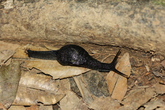 Thularion semoni