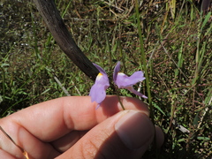 Utricularia tricolor