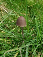 Panaeolus acuminatus