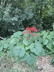 Clerodendrum japonicum