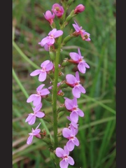 Stylidium armeria