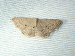 Idaea philocosma