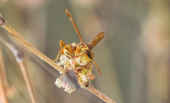 Polistes dorsalis