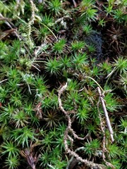 Polytrichum piliferum