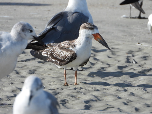 Black Skimmer, 10980 Heckscher Dr, Jacksonville, FL 32226, USA, photo 6 of 10