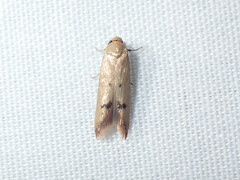 Tachystola hemisema