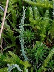 Cladonia scabriuscula