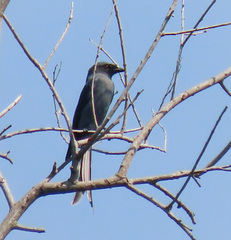 Dicrurus leucophaeus