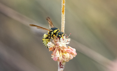 Pterocheilus