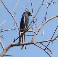 Dicrurus leucophaeus