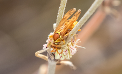 Polistes dorsalis