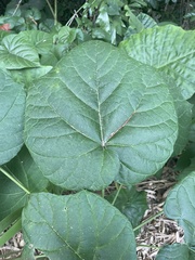 Clerodendrum japonicum