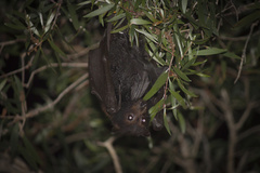 Pteropus alecto