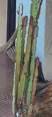 Euphorbia trigona