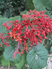 Clerodendrum japonicum