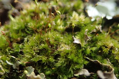 Sematophyllum
