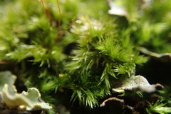 Sematophyllum