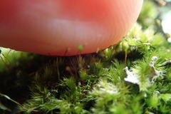 Sematophyllum