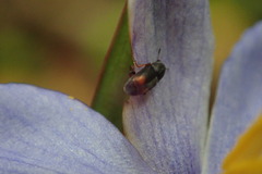 Urodontinae