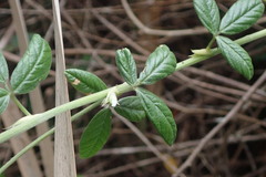 Psoralea sericea