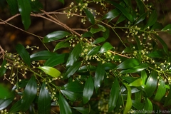 Cryptocarya laevigata
