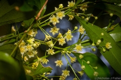 Cryptocarya laevigata