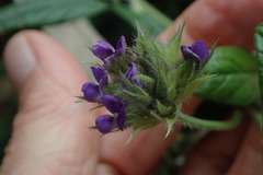 Psoralea sericea